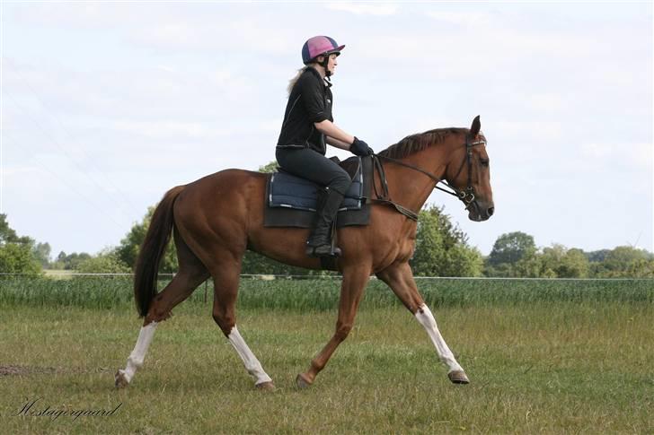 Fuldblod (XX) Sir Polo XX billede 9