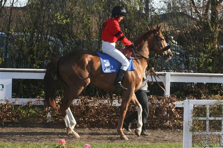 Fuldblod (XX) Sir Polo XX billede 10