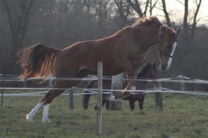 Fuldblod (XX) Sir Polo XX billede 11