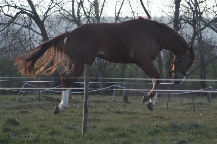 Fuldblod (XX) Sir Polo XX billede 12