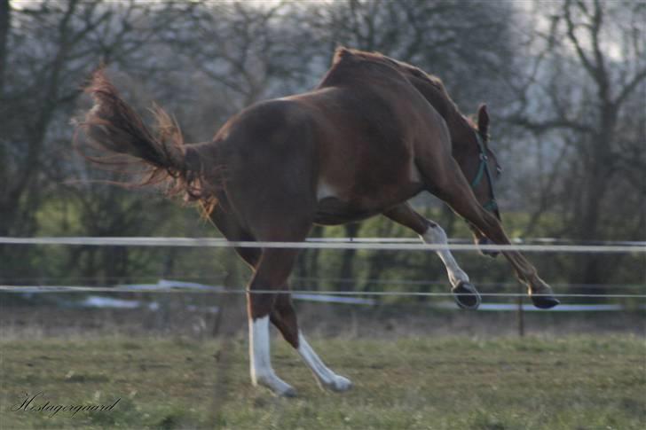 Fuldblod (XX) Sir Polo XX billede 13