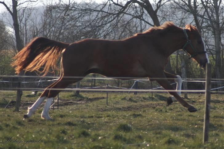 Fuldblod (XX) Sir Polo XX billede 14