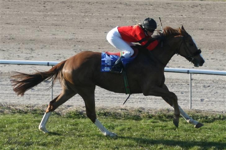 Fuldblod (XX) Sir Polo XX billede 15