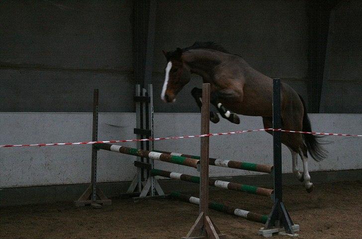 Dansk Varmblod Nørgaards Camaro - smukke første gang han løsspringer - Januar 2011 :b billede 7