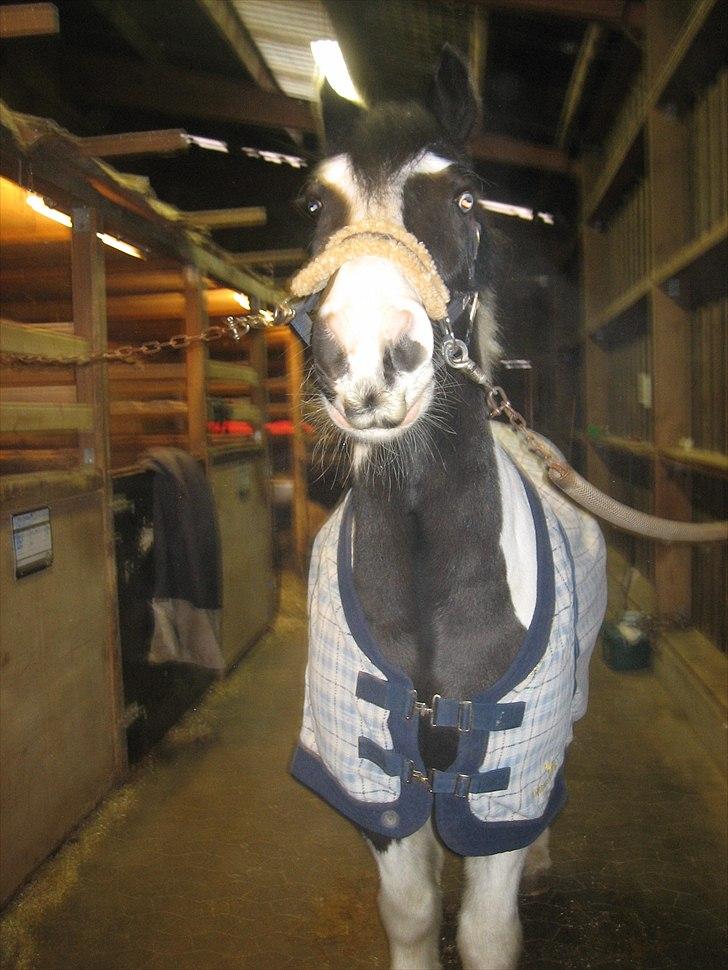 Irish Cob Athos [Tidl. part] - :´) sidste dag.. | Foto : Mig selv billede 7