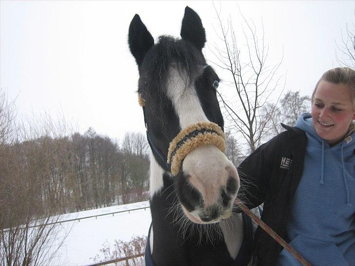 Irish Cob Athos [Tidl. part] - Jeg ved godt at jeg er rigtig grimt på det her billede, men athos er simpelhent så sød her!<3 sidste dag.. | Foto : Kamilla billede 8