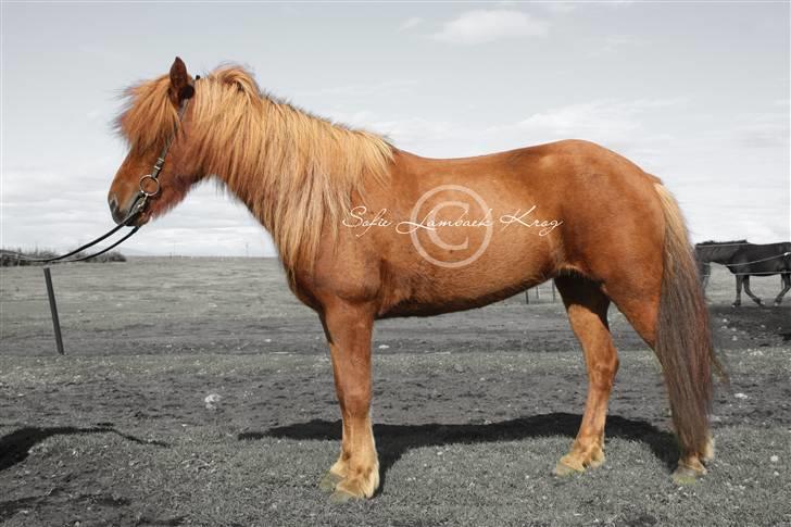 Islænder Bergdis Frá Króki - Eget copyright - on Iceland billede 3