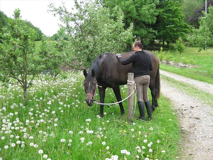 Dansk Varmblod Miss Light billede 19