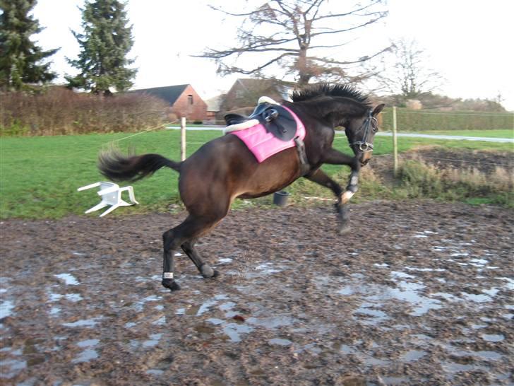 Dansk Varmblod Miss Light - 1 gang med sadel billede 20