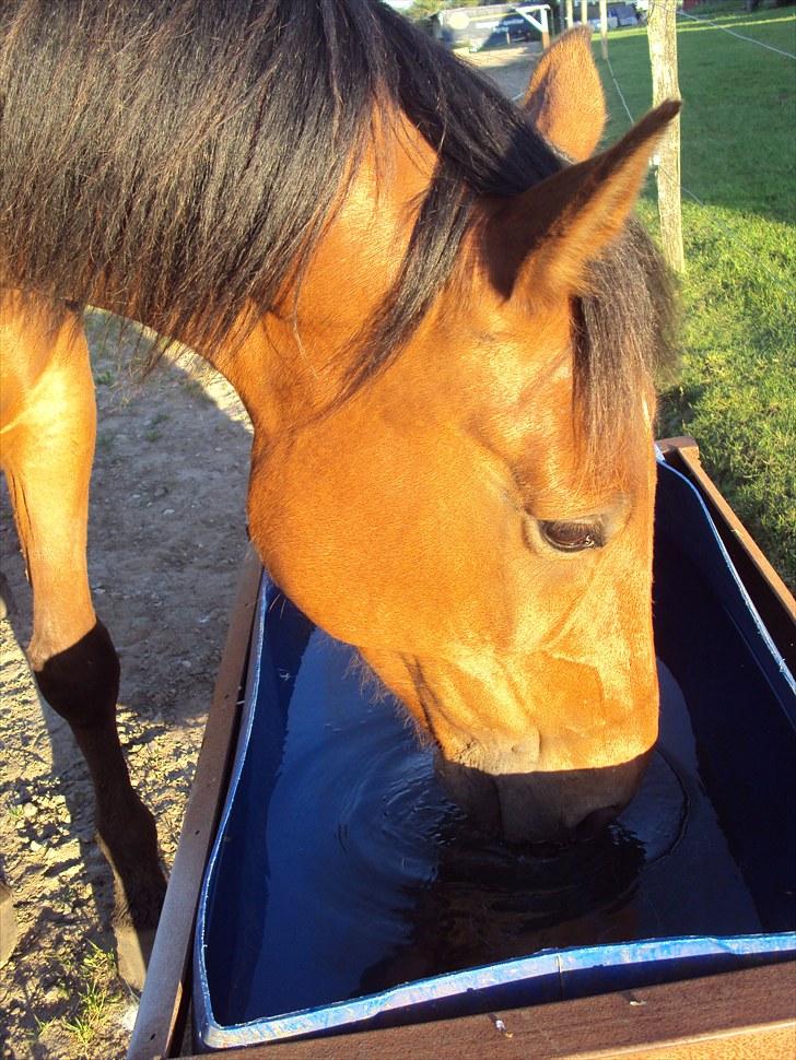Traver •*¨*•¸Surprise star¸•*¨*• - 15. Fordi du er kær... billede 13