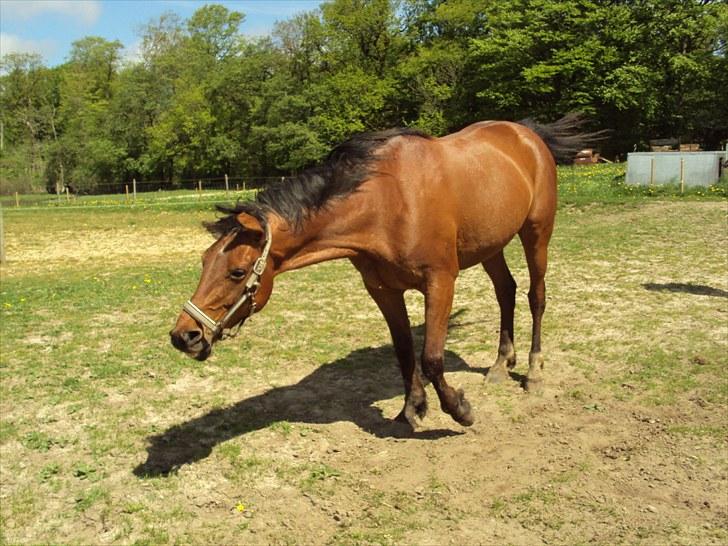 Traver •*¨*•¸Surprise star¸•*¨*• - 18. Fordi jeg elsker dig når du ryster dig... billede 16