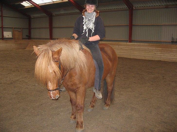 Islænder Bergdis Frá Króki - Vintertrænning. Af en eller anden grund er jeg helt syg med dette billed :P Nov 2010 billede 10