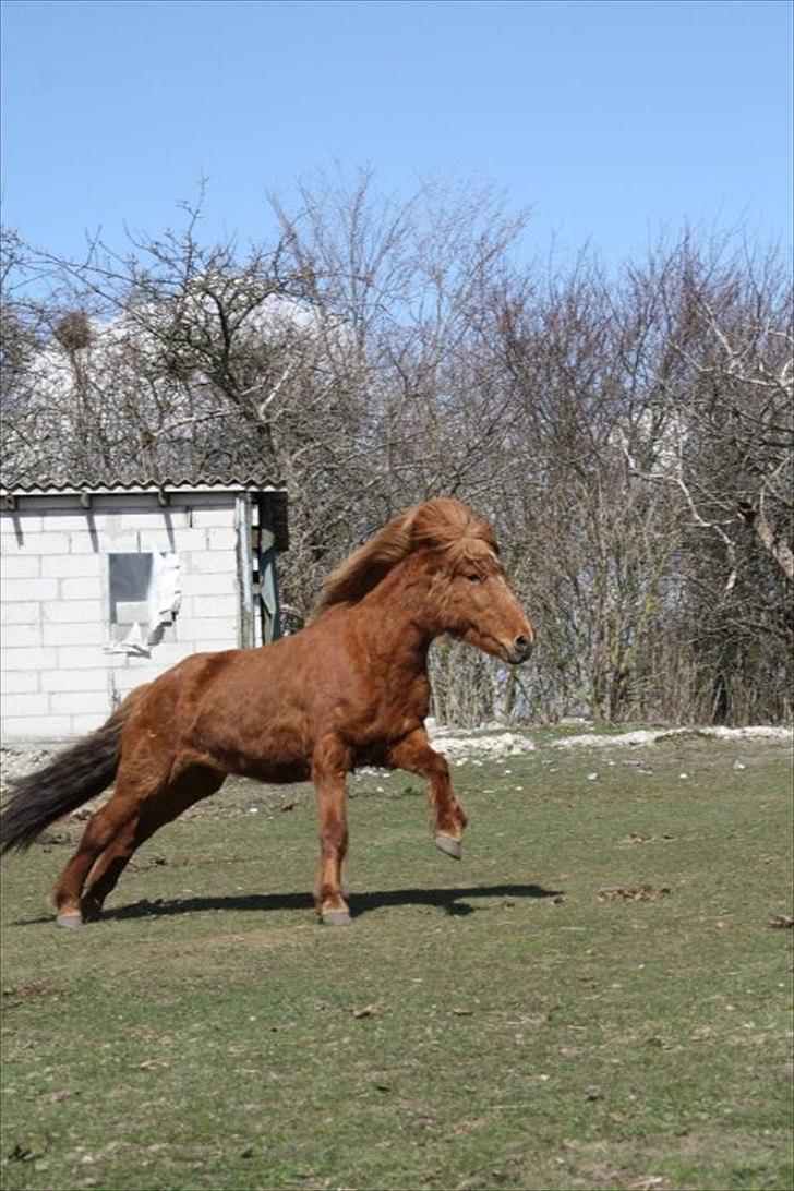 Islænder Bergdis Frá Króki - Tøsen tager lige en spurter på folden. Et meget sjældent syn, skal det lige påpeges ;) billede 4