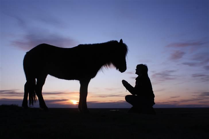 Islænder Bergdis Frá Króki - Tøsen og jeg - On Iceland billede 8