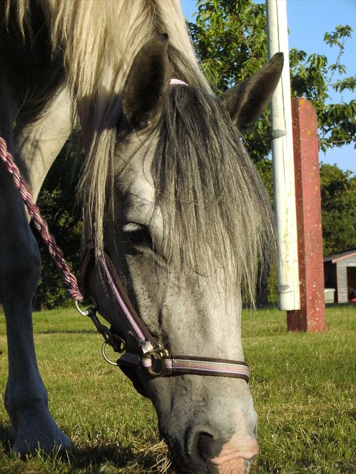 Anden særlig race Tequila himmelhest (L) - d. 26-7-10 billede 6