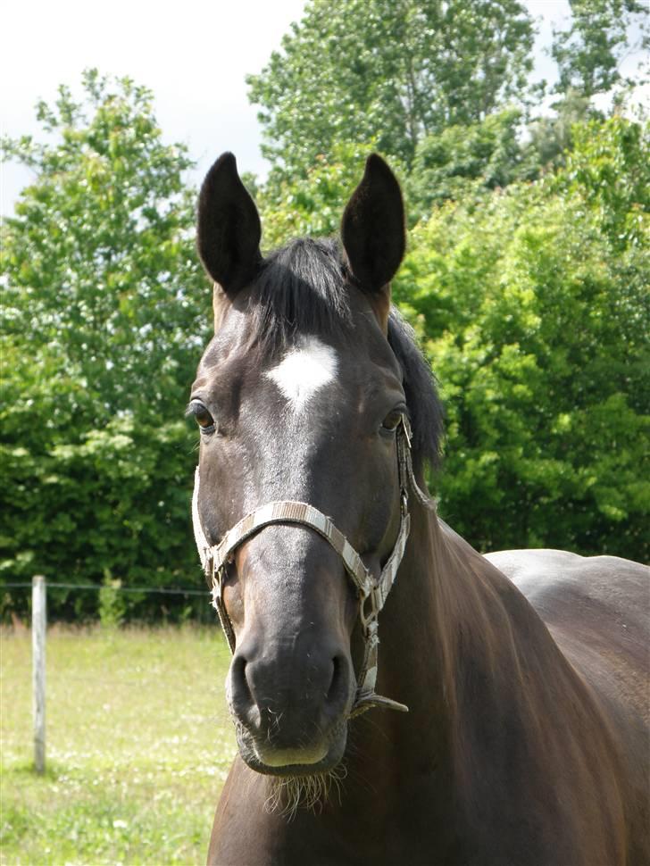 Dansk Varmblod Picoeur - Picoeur<3 Foto: Mig billede 1