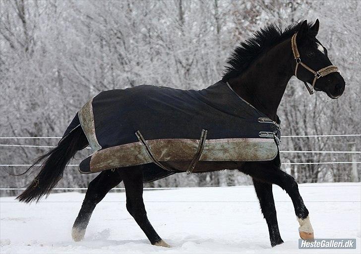Dansk Varmblod Picoeur - Smuk dreng i galop<3<3 Foto: Mig billede 5