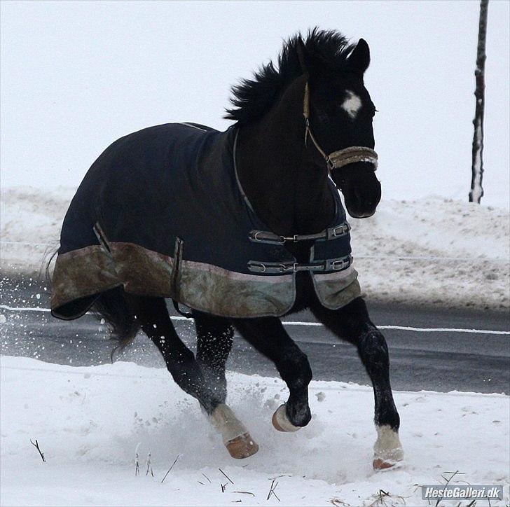 Dansk Varmblod Picoeur - Picoeur<3 Foto: Mig billede 6