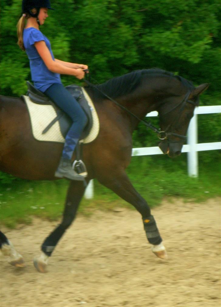 Dansk Varmblod Picoeur - Picoeur og Anna rider. Ved godt at det er dårlig kvalitet. Gammelt kamera.. Foto: Mig billede 7