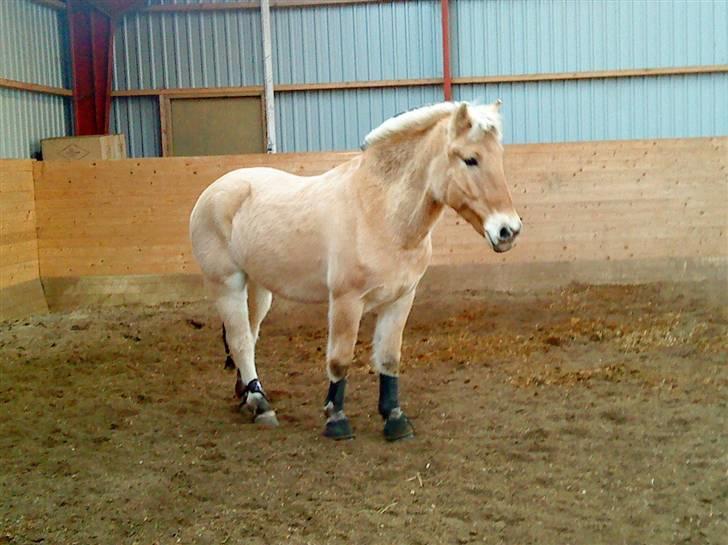 Fjordhest Emir Stanstorp *Solgt* - NYT Fra 24/11-09 . billede 18