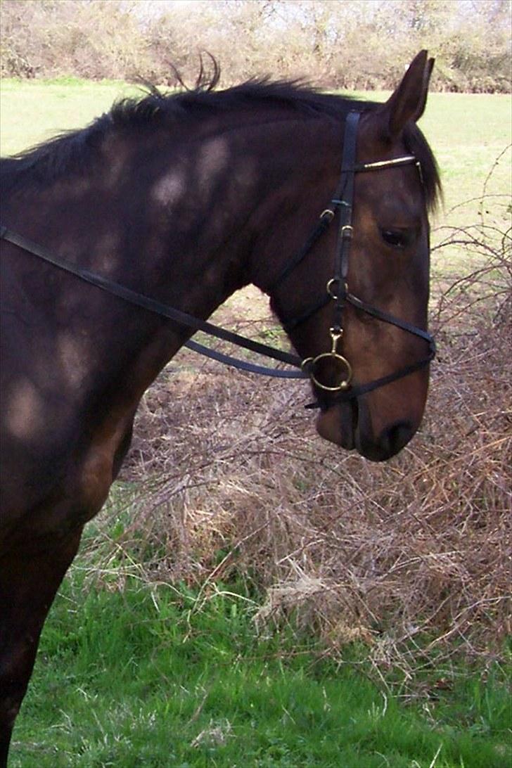 Anden særlig race Solgt-Olesens Django - Sidste dag med Django billede 18