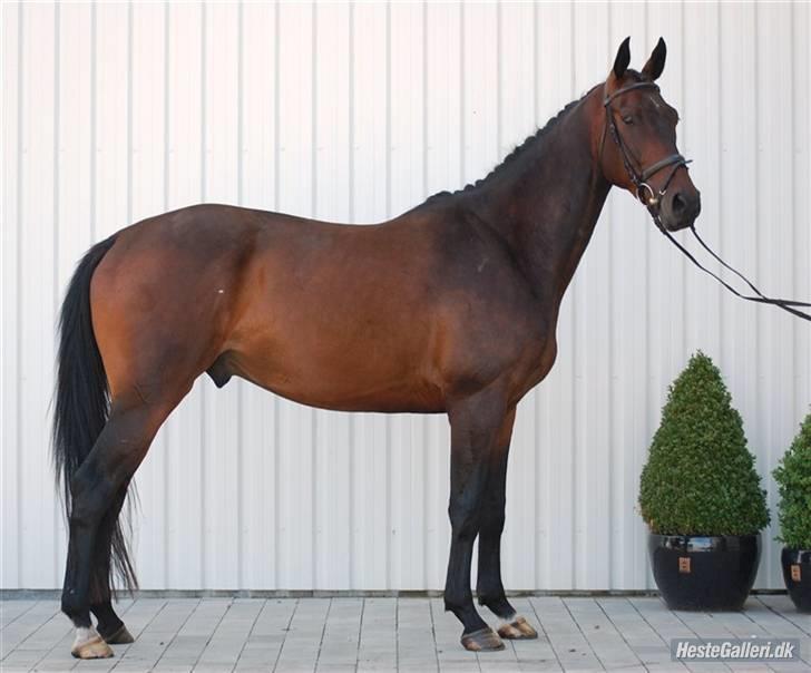 Dansk Varmblod P.Temptation R.I.P :'( billede 16