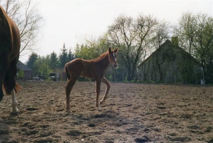 Dansk Varmblod Lærkenborgs Fuego - Fuego ca. 1 uge gammel billede 9