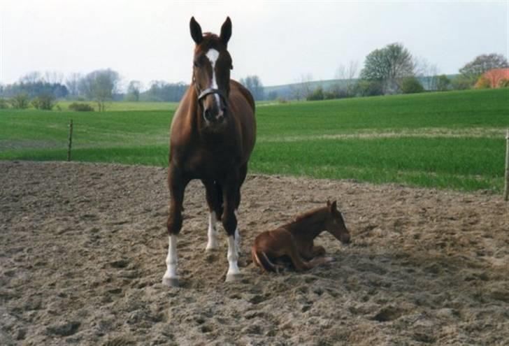 Dansk Varmblod Lærkenborgs Fuego - Fuego og hans mor billede 10