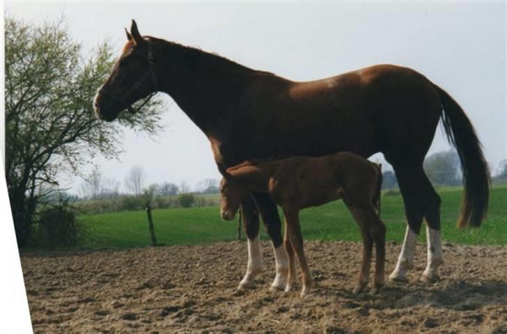 Dansk Varmblod Lærkenborgs Fuego - Fuego og hans mor igen billede 11