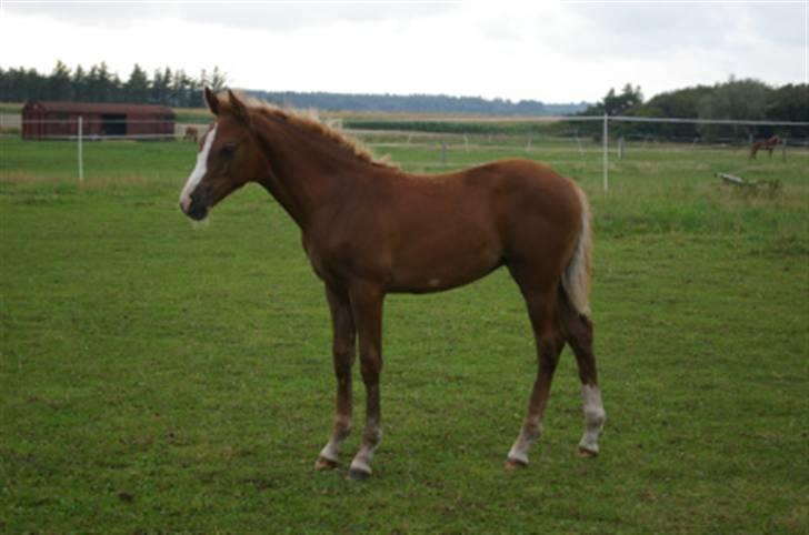 DSP Rawa´s Martini (Tini) - smukke martini billede 1