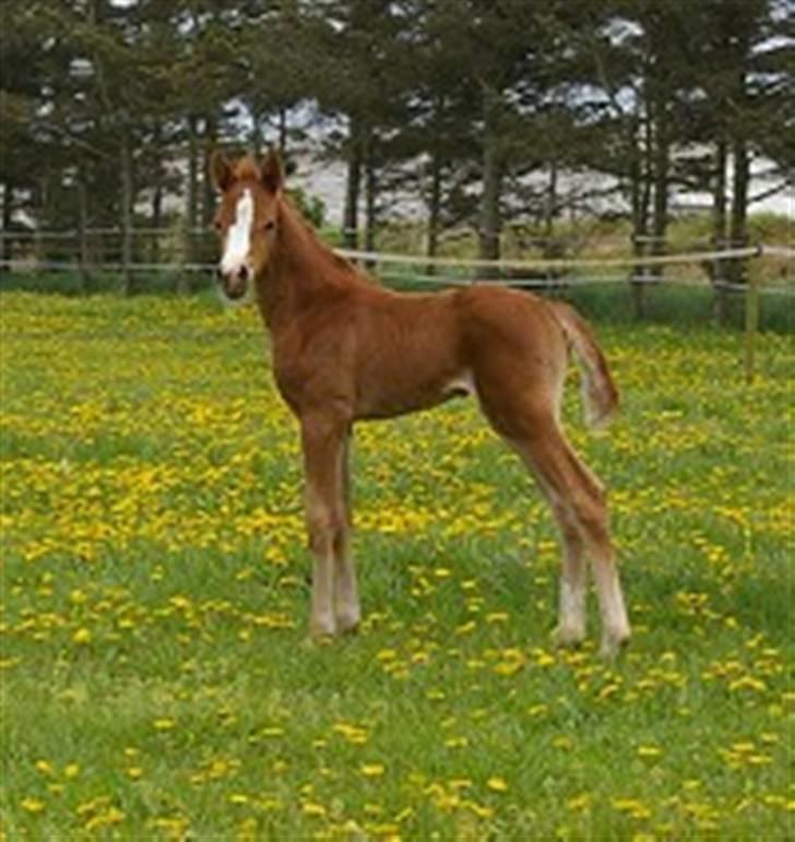 DSP Rawa´s Martini (Tini) - her var hun kun 5 dage gammel... billede 2