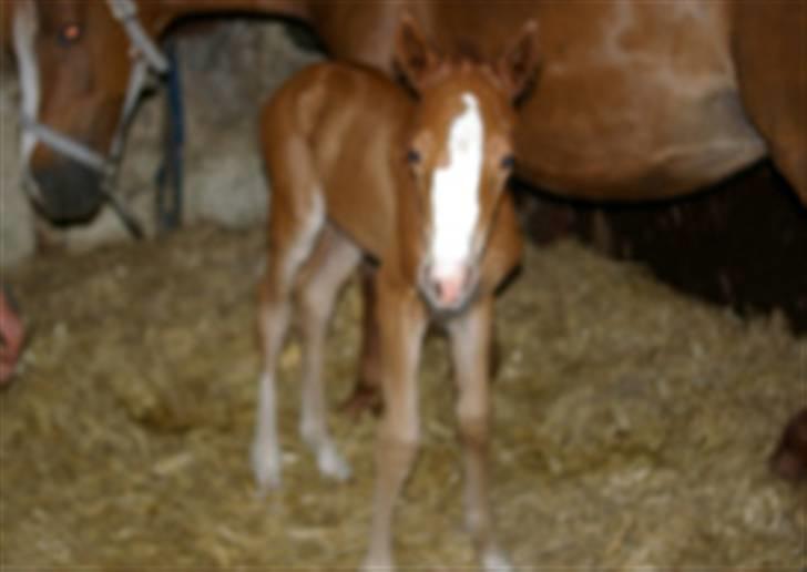 DSP Rawa´s Martini (Tini) - lige kommet på ben:) billede 3