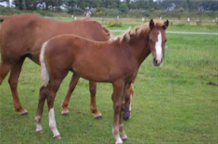 DSP Rawa´s Martini (Tini) - er kommet på fold juubi billede 4