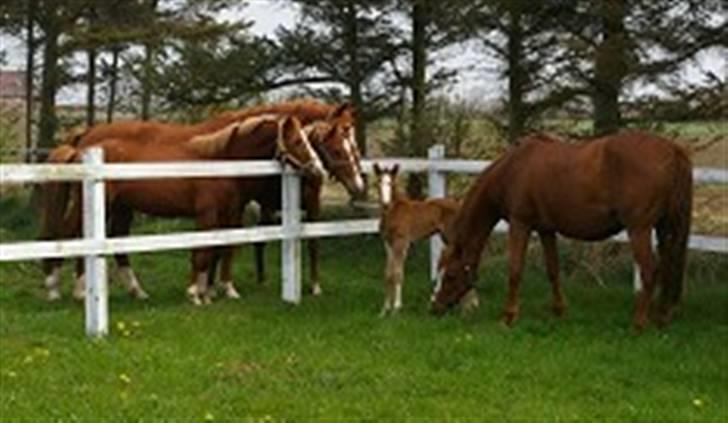 DSP Rawa´s Martini (Tini) - alle snuser til mig billede 5