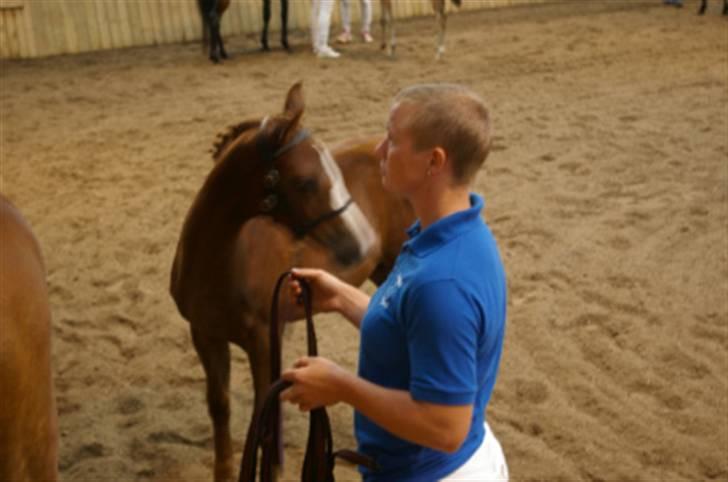 DSP Rawa´s Martini (Tini) - mig på følskue:=) billede 6