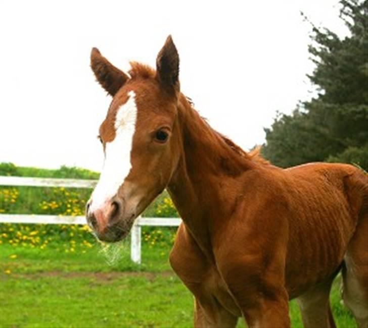 DSP Rawa´s Martini (Tini) - sejt jeg er fotomodel.:=) billede 7