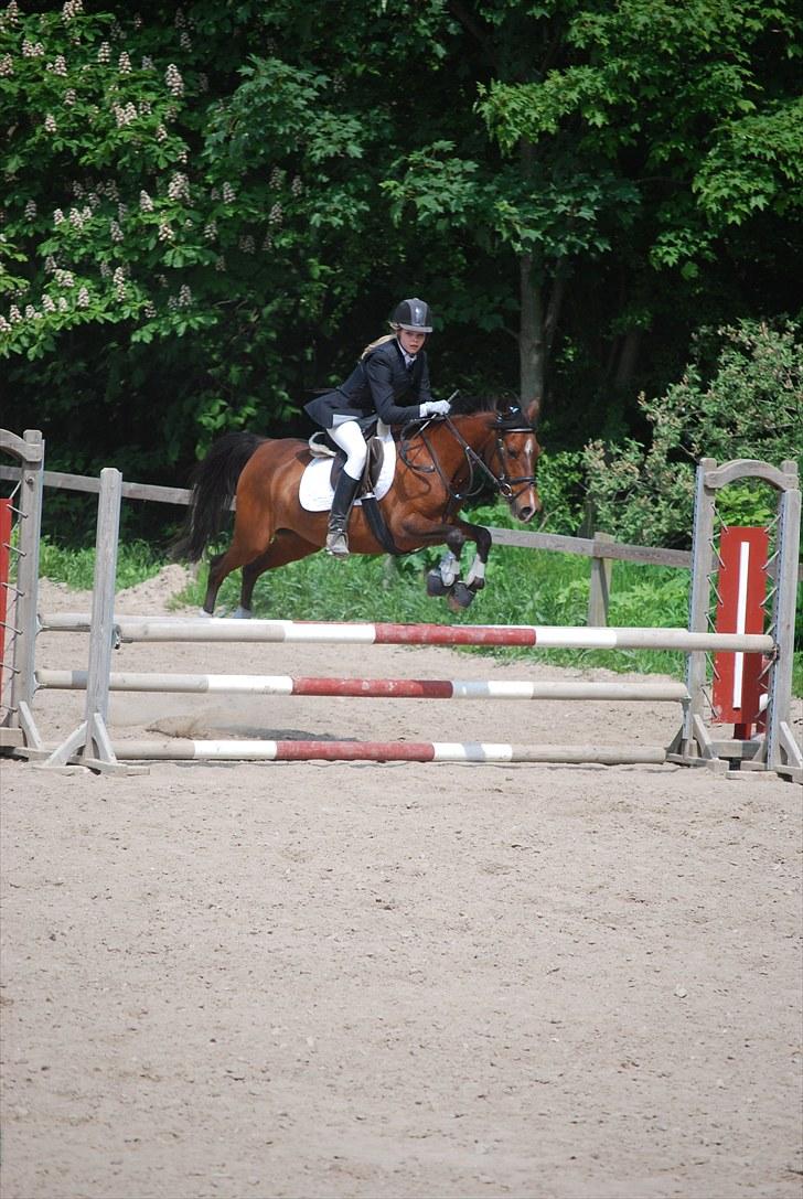 Hollandsk Sportspony lady solgt - LB - 3 Plads, og sidste stævne på putte :´) foto Sasha<3 billede 2
