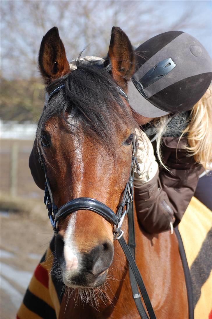 Hollandsk Sportspony lady solgt - Elsker dig pony, du er fandme smuk :D foto AK billede 4