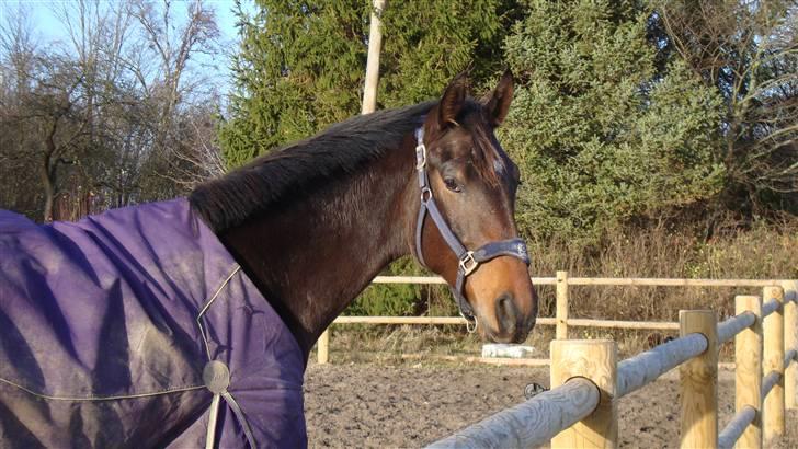 Dansk Varmblod It's A Star >Solgt< billede 6