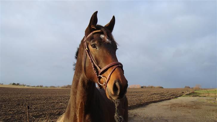 Dansk Varmblod It's A Star >Solgt< billede 7
