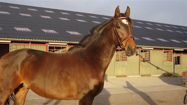 Dansk Varmblod It's A Star >Solgt< billede 8