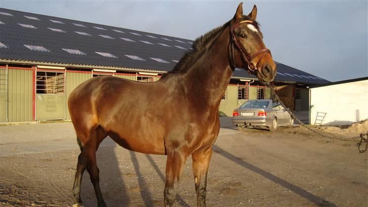 Dansk Varmblod It's A Star >Solgt< billede 9