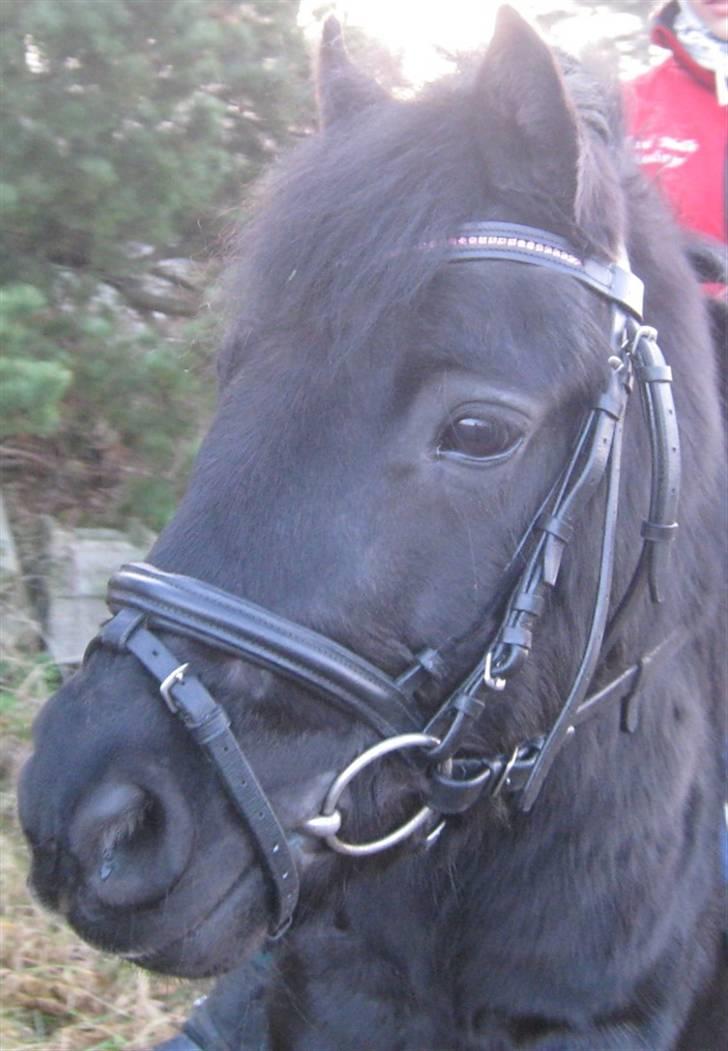 Dartmoor Don Pedro - Har redet :( billede 9