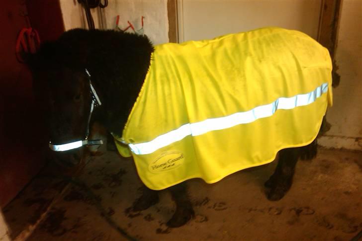 Anden særlig race Mustang *Solgt* billede 10