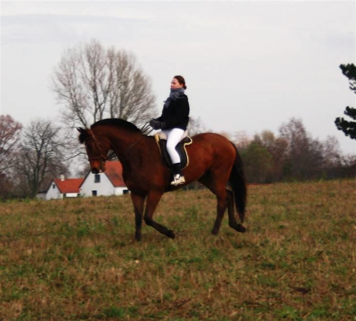 Dansk Varmblod Chanel Bratbjerg  - Lidt Dressur på Marken - Foto: Emilie Kruse billede 13