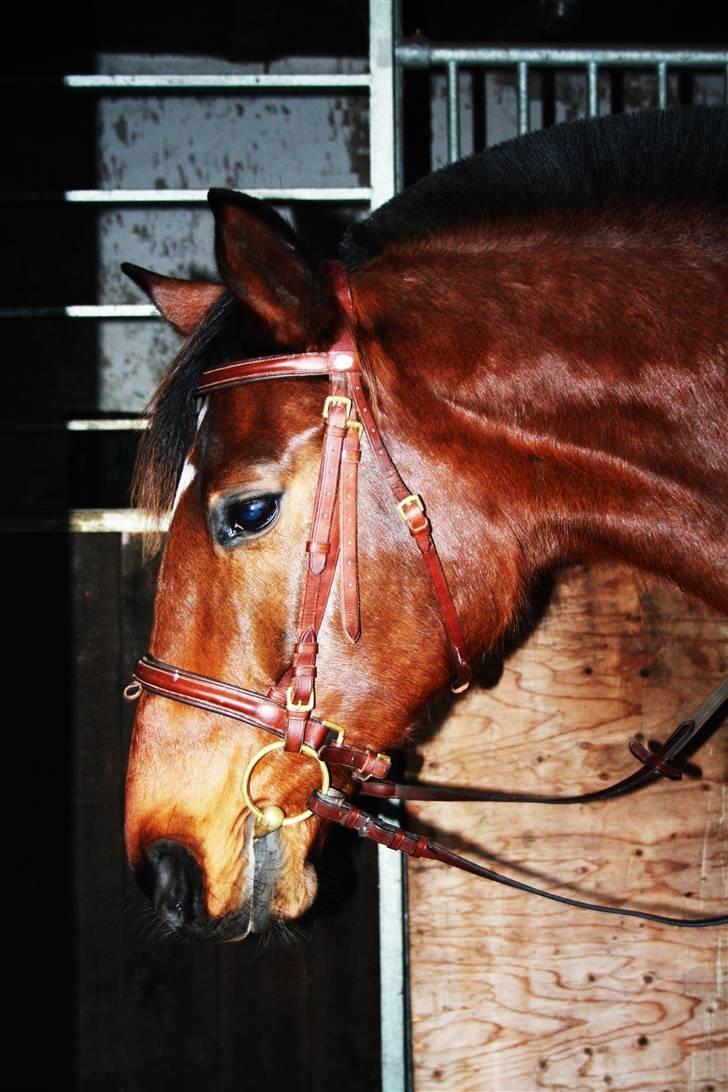 Dansk Varmblod Chanel Bratbjerg  billede 15