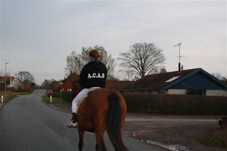 Dansk Varmblod Chanel Bratbjerg  -  Når enden er God er alting godt ? XD - Foto : emilie Kruse billede 16