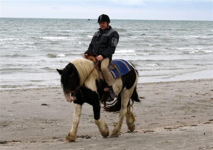 Irish Cob RH Mathilde (ICS M VB2) - Sæby strand med hendes ejer... billede 2