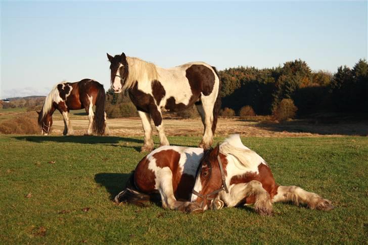 Irish Cob RH Mathilde (ICS M VB2) - "Hele! flokken :D billede 5