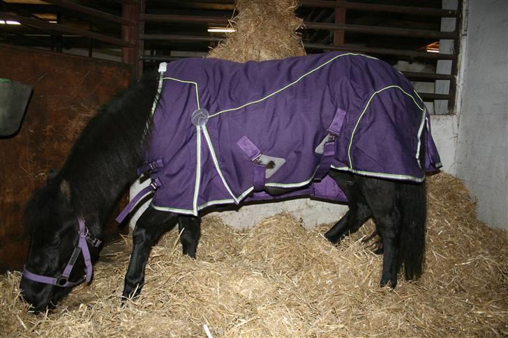 Anden særlig race Quite Beauty* solgt* - Beauty i sin box på rideskolen billede 2